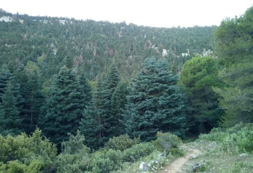Los pinsapos están muy presentes en los parajes naturales de la Sierra de las Nieves