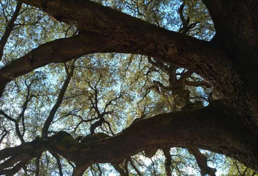 Las espectaculares ramas del Chaparro de la vega