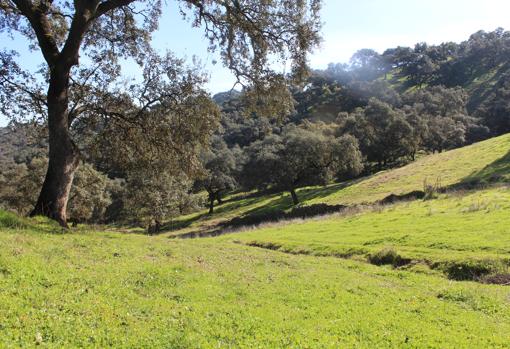 Las dehesas se extienden por todo el término municipal de Zufre