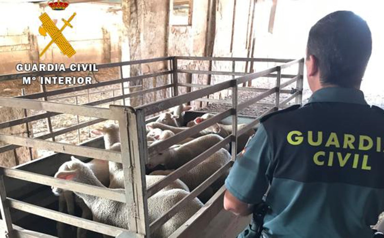 Un sargento de la Guardia Civil se enfrenta a juicio por no tramitar una denuncia de robo de ganado en el Guadiato
