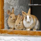 Conejos en una imagen de archivo