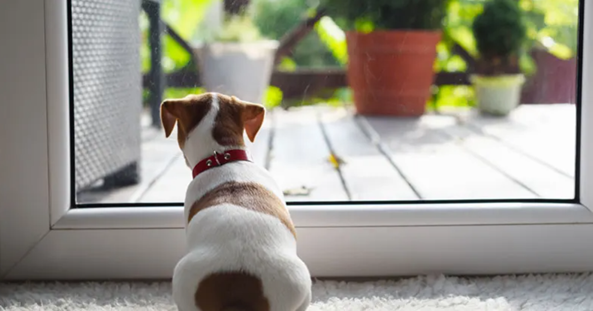 cuanto tiempo se puede dejar solo un perro rspca