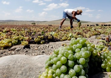 Palma del Río recoloca a peones agrarios como conserjes de colegios