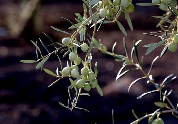 Producir un kilo de aceite de oliva cuesta el doble que hace tres años: de 2,42 euros a 6,22