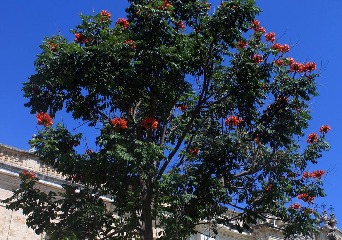 Tulipero de gabón, el árbol único que guarda el campus de la Universidad de  Sevilla