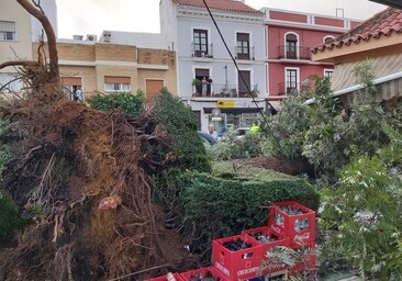 En Utrera los vientos del ciclón tropical 'Bernard' han causado estragos en los árboles de la ciudad