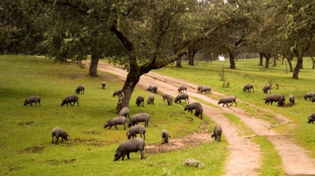 Valle de los Pedroches