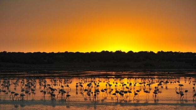 Atardecer en Doñana