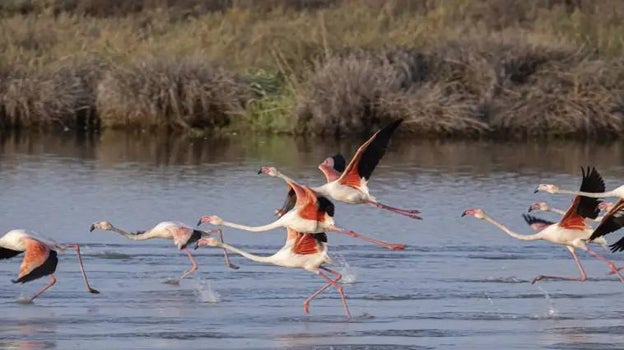 Un grupo de aves en el parque de Doñana