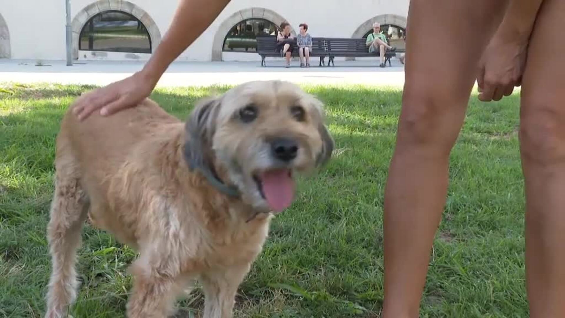 Los abandonos de animales, otra consecuencia indeseable de las vacaciones