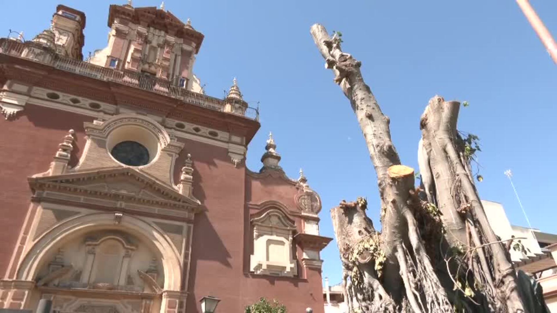 El ficus centenario de Triana se queda