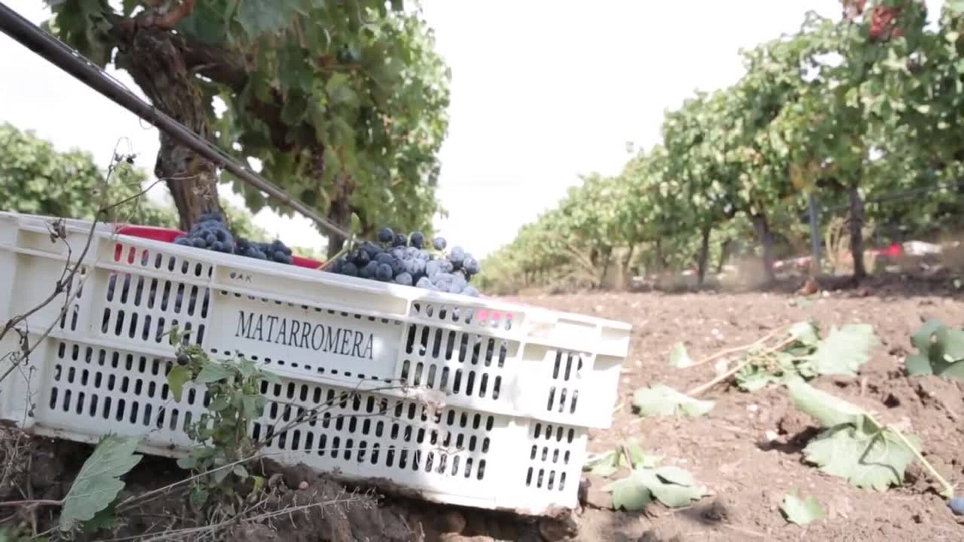 Bodegas Matarromera se alza con el Premio Pyme del Año en Valladolid