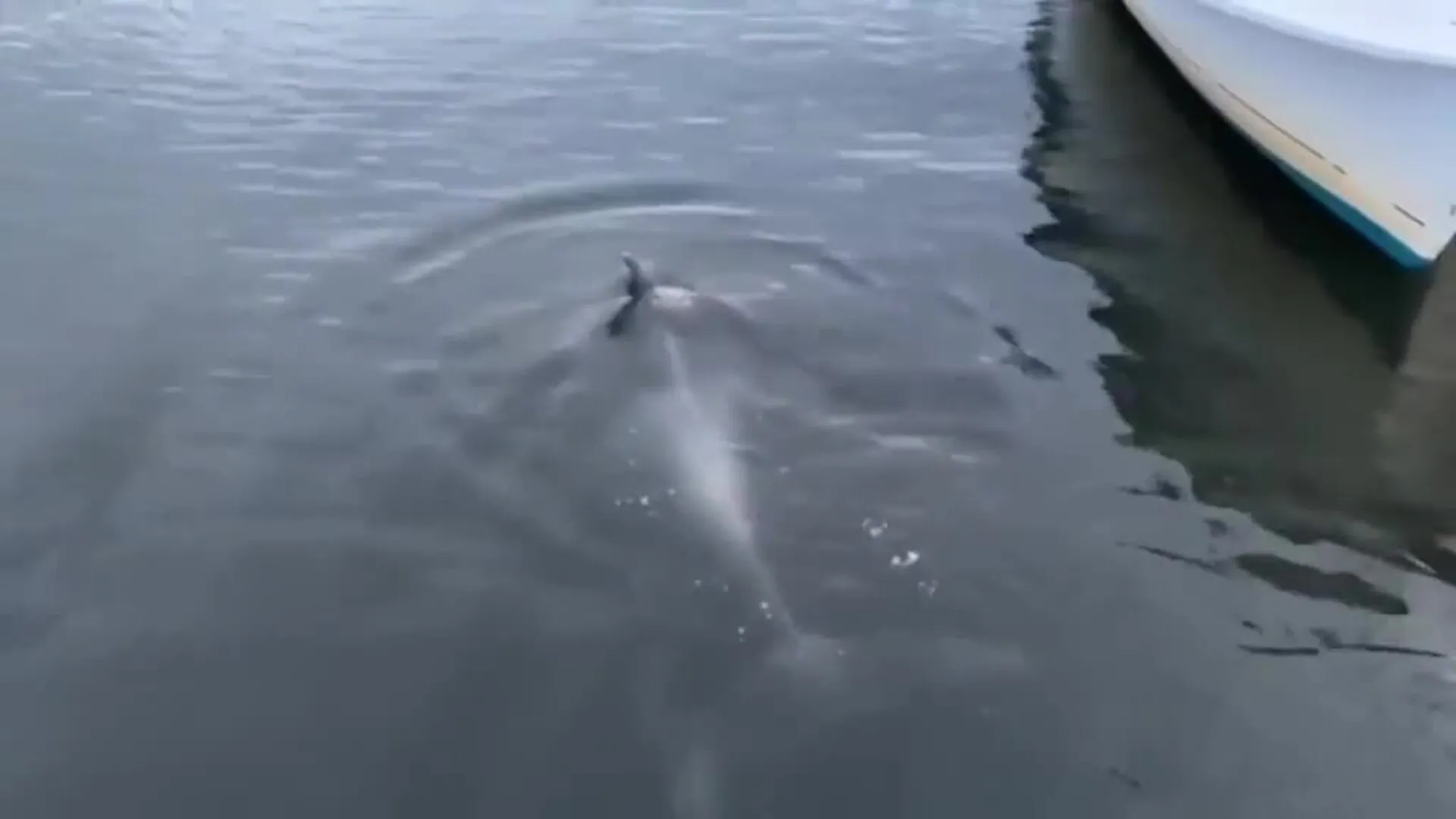 Manoliño, el delfín más famoso de Galicia, aparece con un arpón clavado