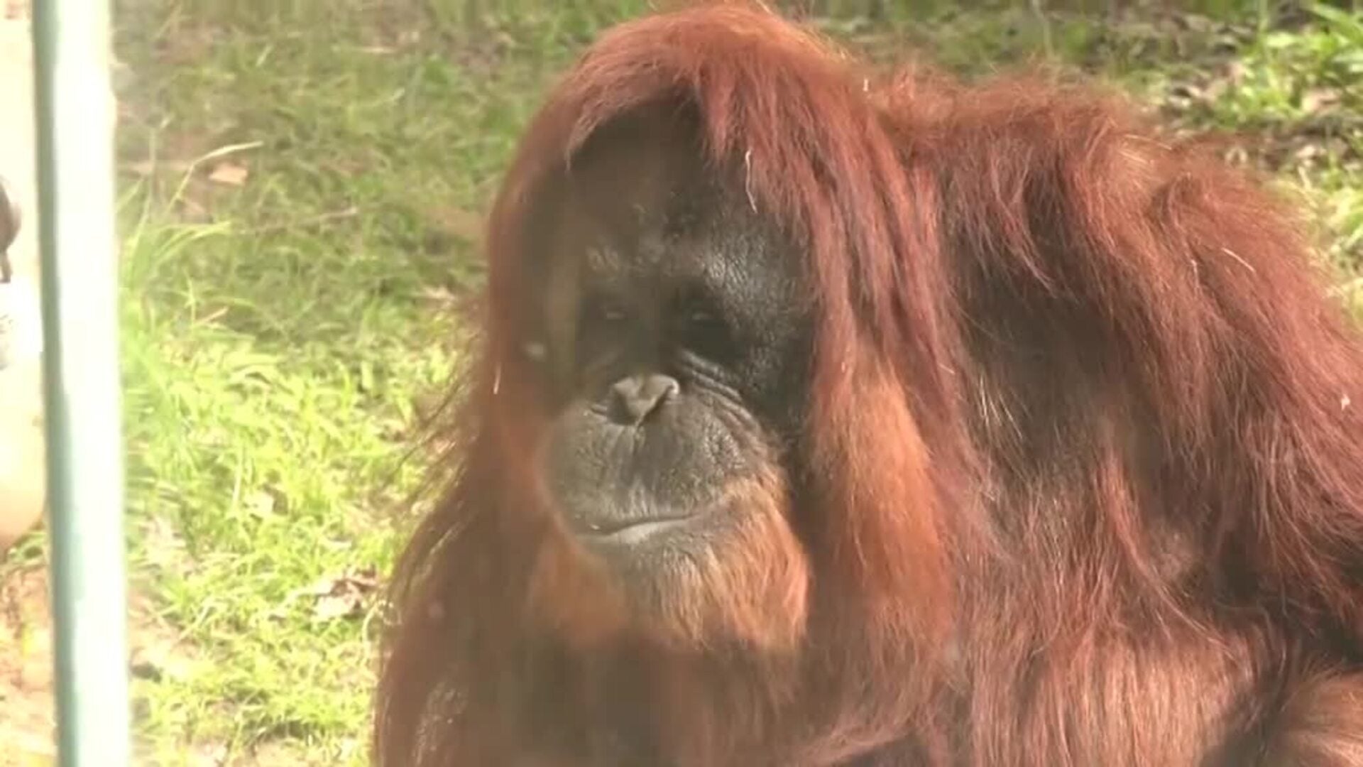 Rudi Valentino, el orangután macho más longevo de Norteamérica, cumple 45 años