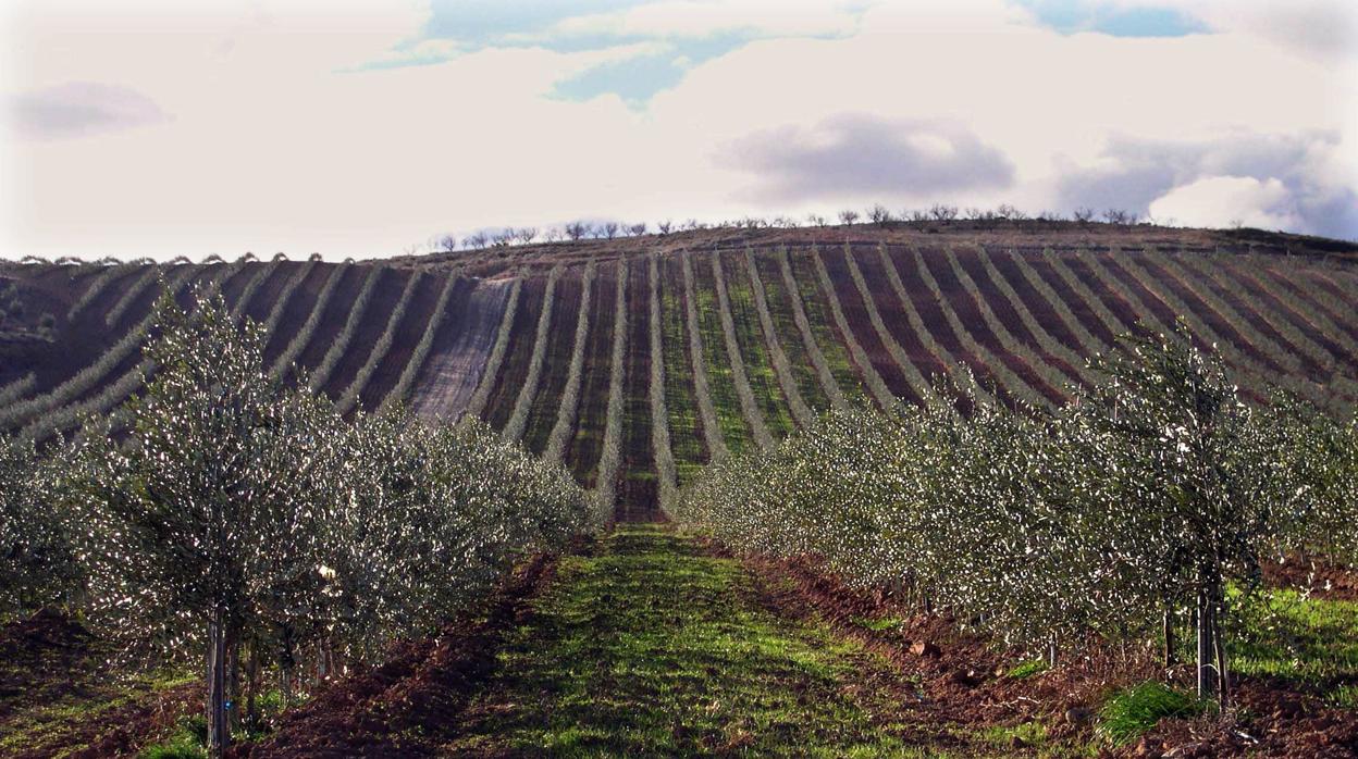 Una revolución silenciosa: menos agricultores pero más grandes