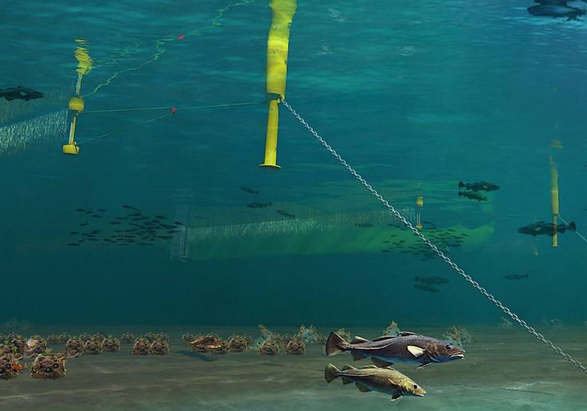 Recreación por ordenador de cómo crecerían las algas en las redes ubicadas entre la infraestructura eólica