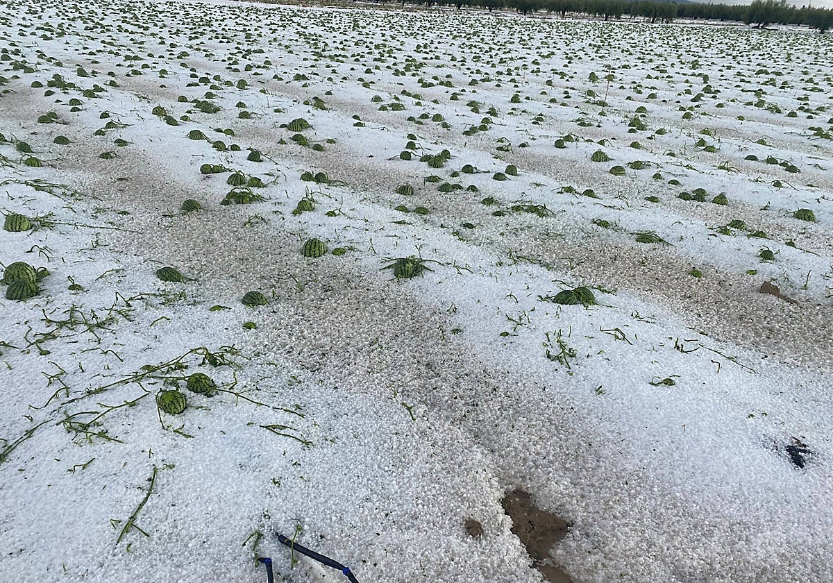 Cosecha de sandías perdida por el granizo en Murcia, en mayo de este año.