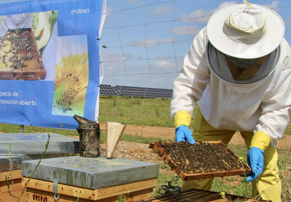 Miel ecológica en placas solares
