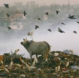 Las gaviotas llevan el plástico de los vertederos a las reservas acuáticas