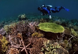 Un grupo de investigadores restaura un arrecife de coral arrasado por la acción humana