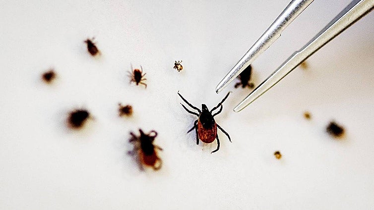 Por qué hay más garrapatas y cómo protegerse de ellas