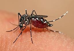 Los mosquitos ya no pican solo en verano