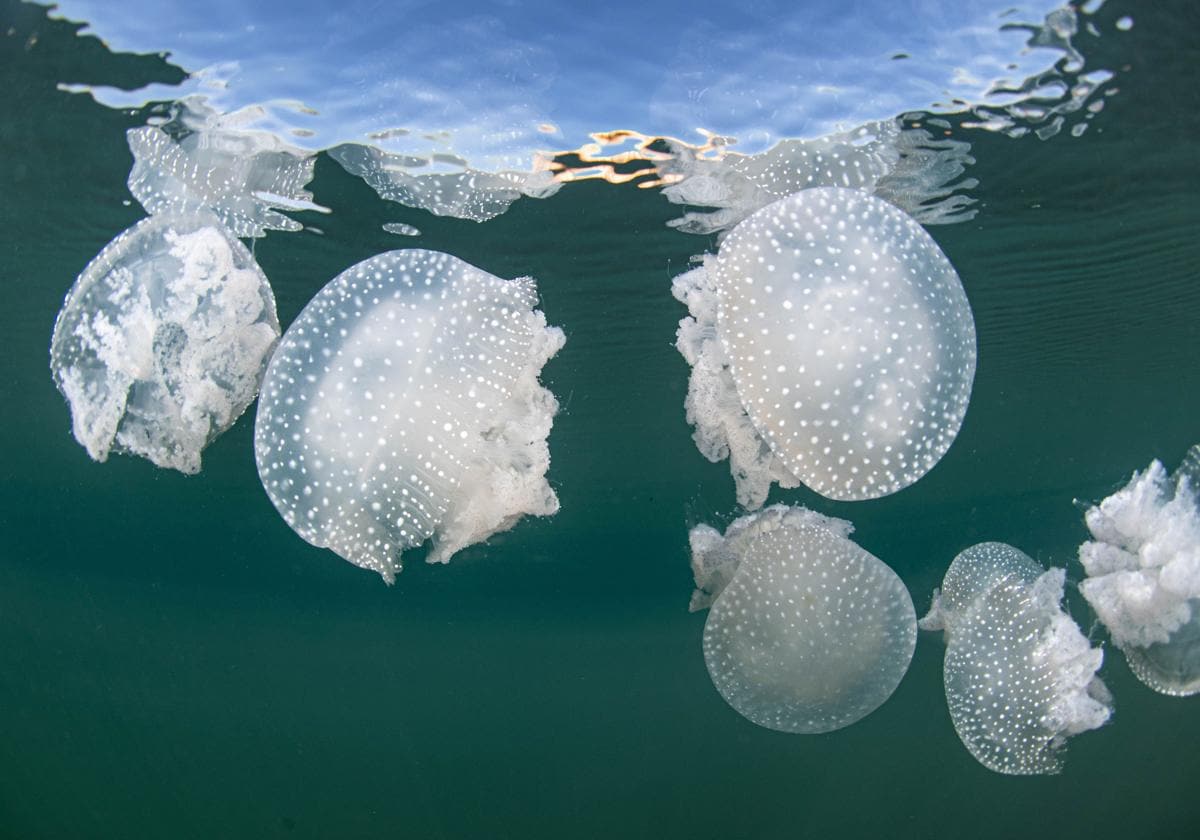 Las medusas se adelantan al verano