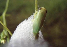El cambio climático potencia la bacteria que devora olivos en el Mediterráneo