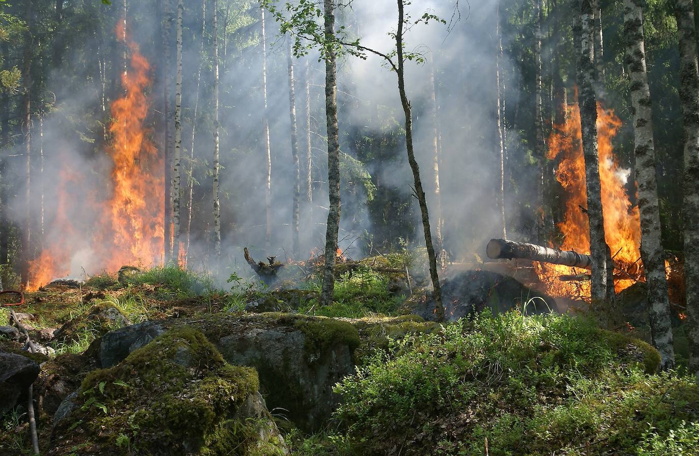 Los bosques de coníferas y mixtos son más susceptibles a los cambios en los incendios.