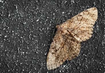 ¿Demasiadas polillas? Hay una explicación «natural»