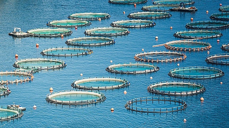 La despensa del mar se cultiva en granjas