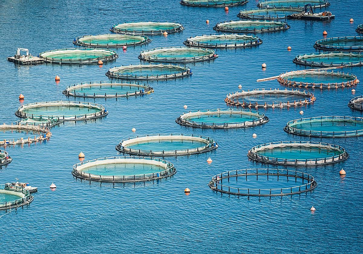 Instalaciones de acuicultura en el mar.