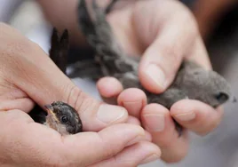 Microplásticos en el aire: hallan poliéster en los pulmones y las tripas de los pájaros de ciudad