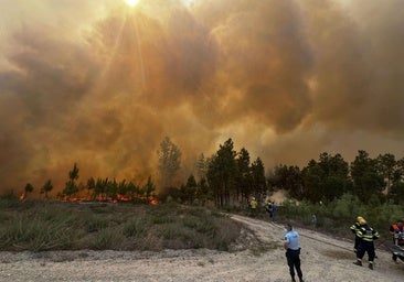 Una nariz con inteligencia artificial es capaz de detectar incendios forestales antes que nadie