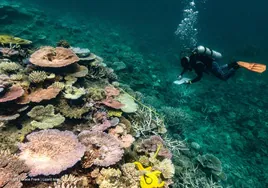 Por qué el mar es el gran olvidado de los compromisos de sostenibilidad