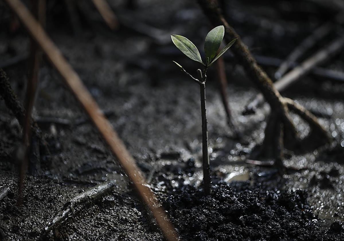 «Carbón de manglar», la práctica de tala que busca adquirir conciencia ambiental en Panamá.