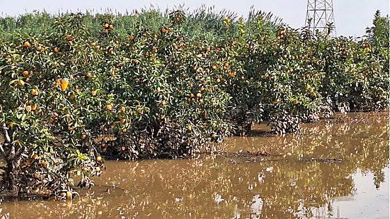 La lluvia de millones del clima no riega los campos de los pequeños agricultores