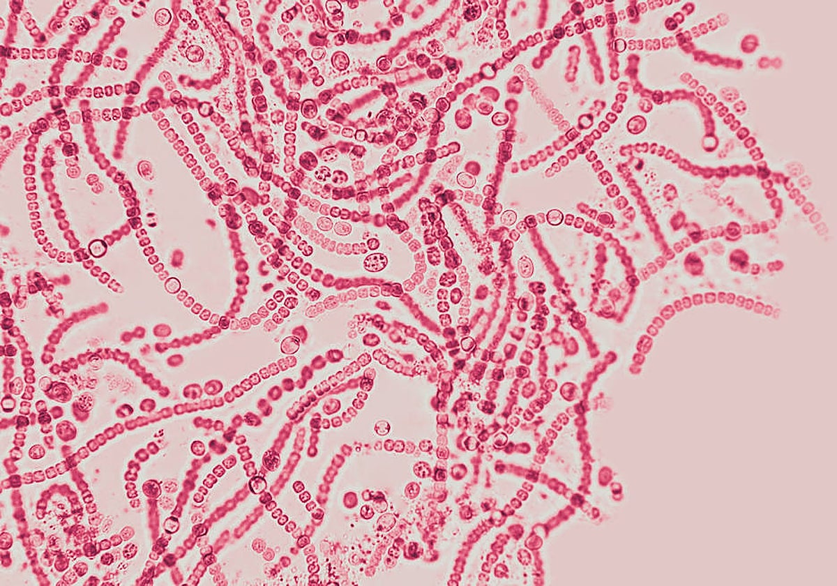 El lactato se genera al quemar calorías para obtener energía.