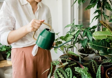 Trucos para que las plantas de casa no se estropeen en las vacaciones