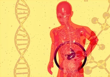 Hígado graso no alcohólico: cuáles son sus síntomas y por qué es un problema creciente