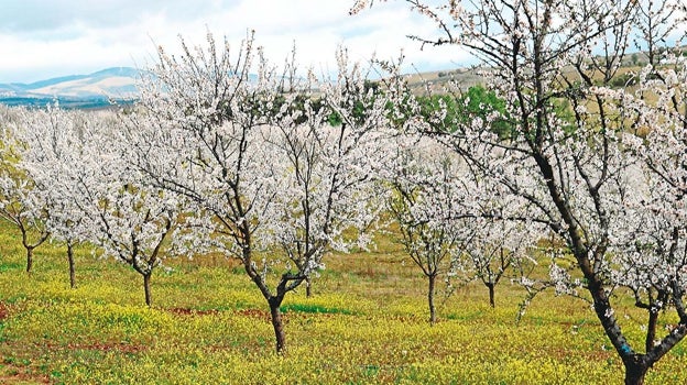 Los almendros suponen el 87% de la superficie de cultivo de frutos secos en España.