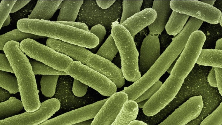 Por qué los probióticos protegen tu microbiota y mejoran tu salud
