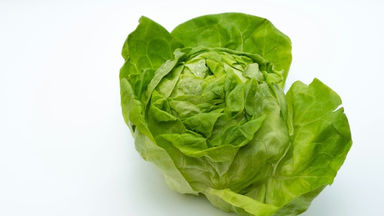 Lechuga iceberg.