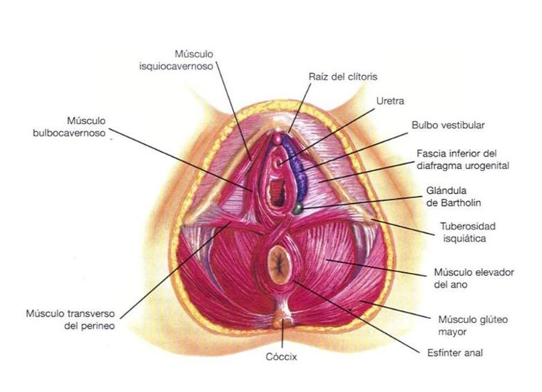 Músculos y estructuras pélvicas que conforman el suelo pélvico y explican su relación con la uretra, la vagina y el ano.