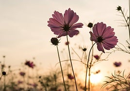 Cómo envolver tu cuerpo en serenidad a través de la meditación