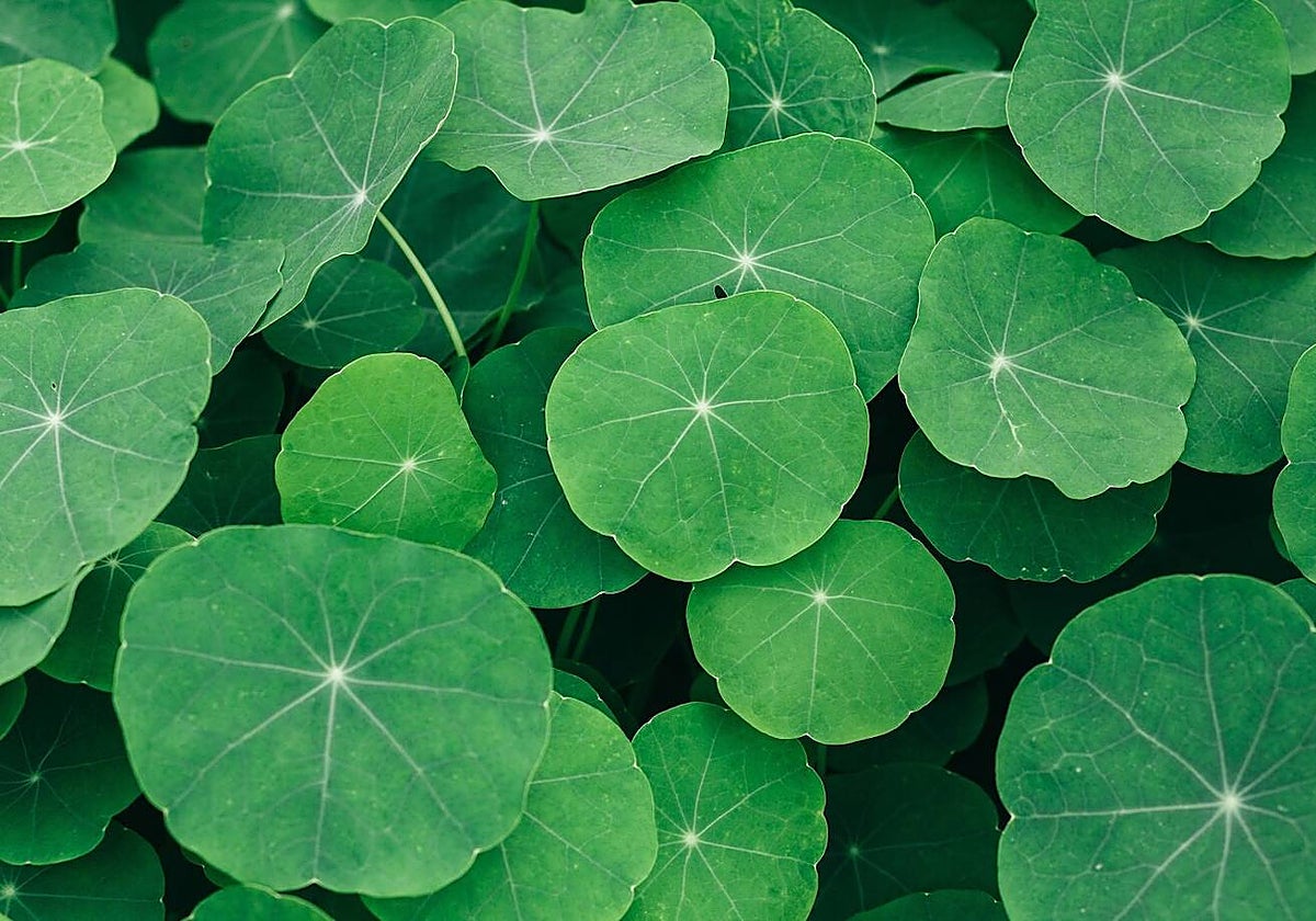 Centella asiática