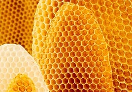 Tripofobia y agorafobia: en qué consisten las fobias más buscadas en Internet