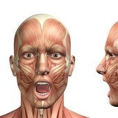 El músculo de la cara que indica el riesgo de sufrir sarcopenia