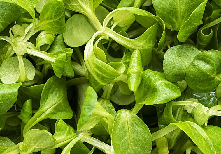 Los canónigos siguen conquistando los paladares