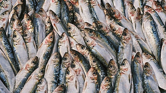 Creatina en la dieta vs suplementación: por qué no basta solo con comida